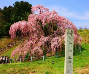 三春の滝桜